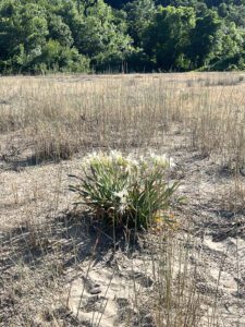 Pancratium maritimum, hietamerinarsissi