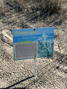 Bulgariankielinen kyltti joka kertoo hietamerinarsisseista, Pancratium maritimum.