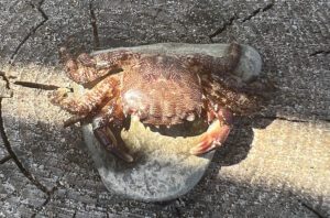 Pieni kuollut rapu kiven päällä